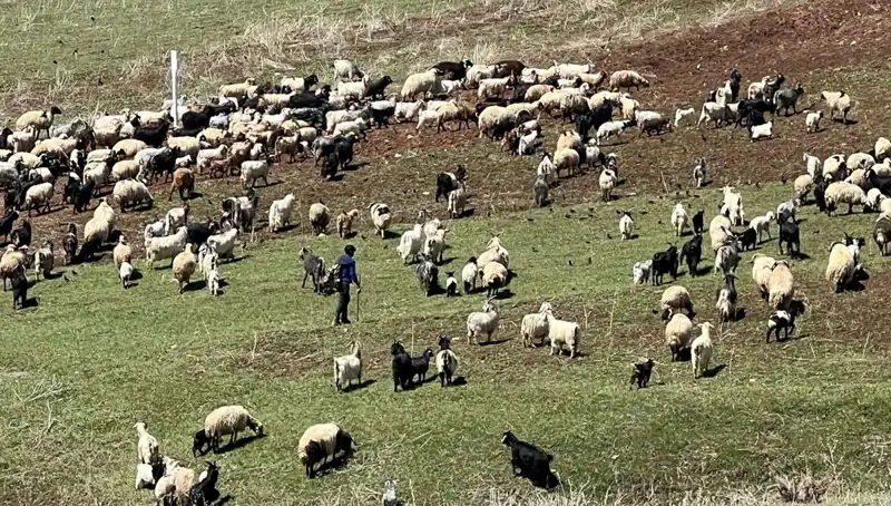 Çoban Krizi Büyüyor: 70 Bin Lira Maaş Yetmiyor mu?
