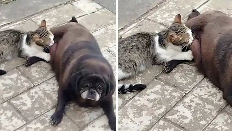 Erzurum Sokaklarında Beklenmedik An: Köpeğin Kediyi Emzirmesi Görüntülendi
