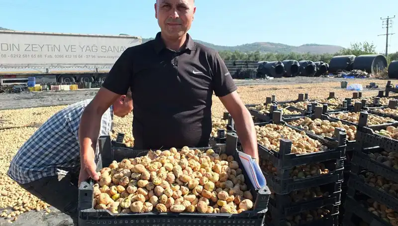 Balıkesir'de Tarım Sezonu: Hasat Başladı ve İhracat Hedefleri Büyüyor
