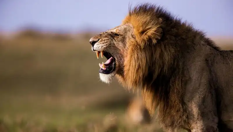 Aslan Saldırısı Sonrası 14 Yaşındaki Kızın Ölümü Üzerine Şok Edici Detaylar