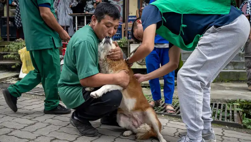 Filipinler'de Kuduz Alarmı: 2024 Yılına Dair Korkutucu Veriler