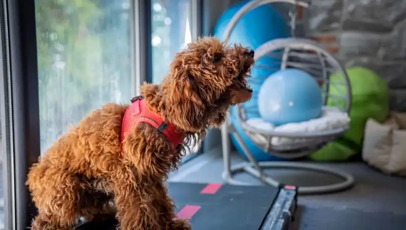 Muffin: Psikolojik Sorunlarla Mücadelede Güven Duygusunu Yenileyen Bir Yolculuk