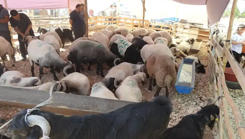 Kurban Bayramı'nda Hayvan Pazarları Yoğun İlgi Görüyor
