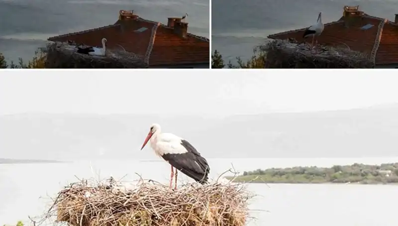 Leylek Yaren, Depremi Önceden Hissederek Gözleriyle Konuştu
