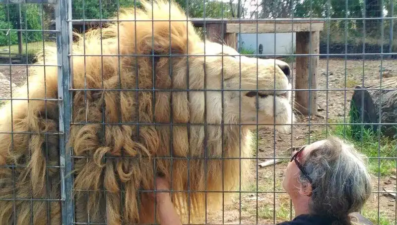 Avustralya'da Aslan Saldırısında Korkunç Anlar: Kadının Kolunu Kafes İçinden Kaptı