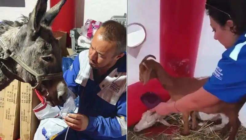 Yangından Kurtarılan Eşeğe Oksijen Maskesiyle Hayat Verildi